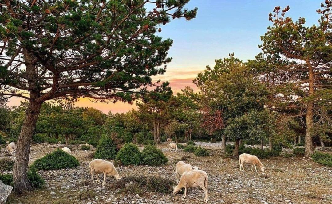 Apartments4You Supetar-The Best And Most Popular Apartments For Discovering The Island - Free Parking - 200 Meters From The Beach Dış mekan fotoğraf